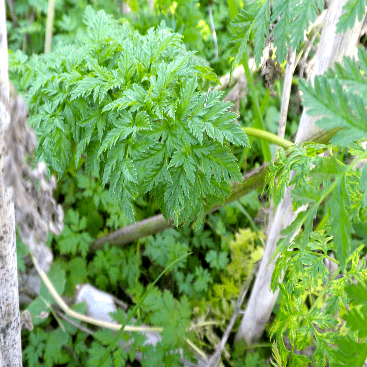 100 Organic Hemlock Seeds – Conium maculatum