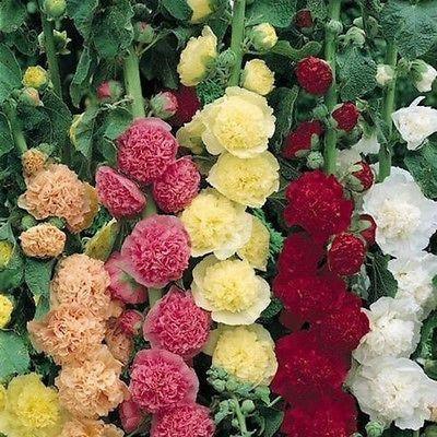 Hollyhock - Carnival Mix Seeds