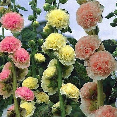 Hollyhock - Carnival Mix Seeds