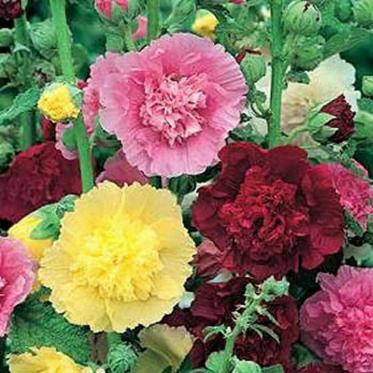 Hollyhock - Carnival Mix Seeds 