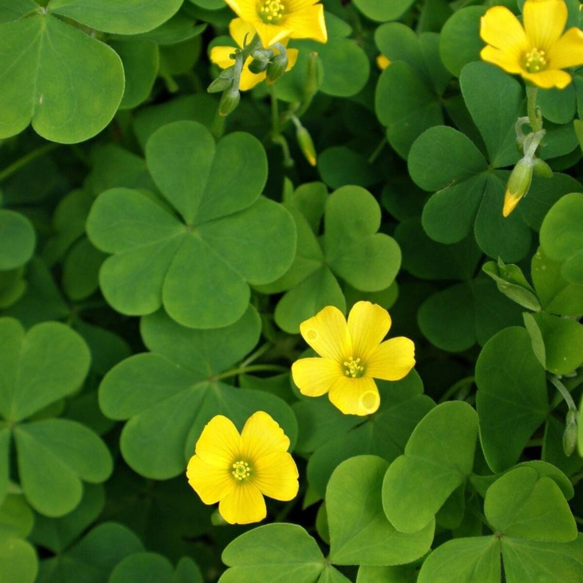 50 Yellow Woodsorrel Seeds | Common Yellow Oxalis (Oxalis stricta)