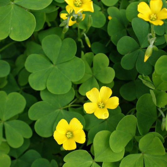 50 Yellow Woodsorrel Seeds | Common Yellow Oxalis (Oxalis stricta)