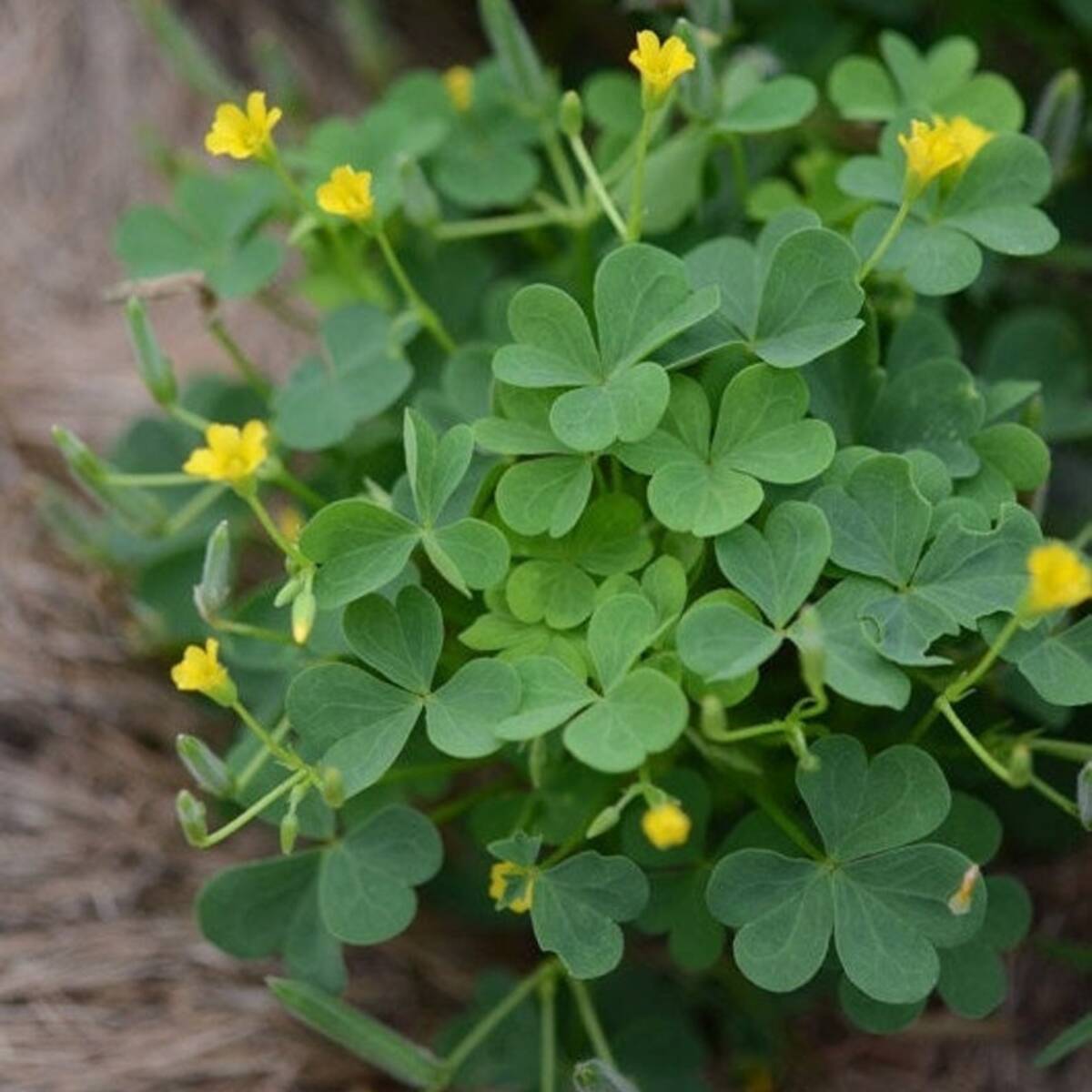 50 Yellow Woodsorrel Seeds | Common Yellow Oxalis (Oxalis stricta)