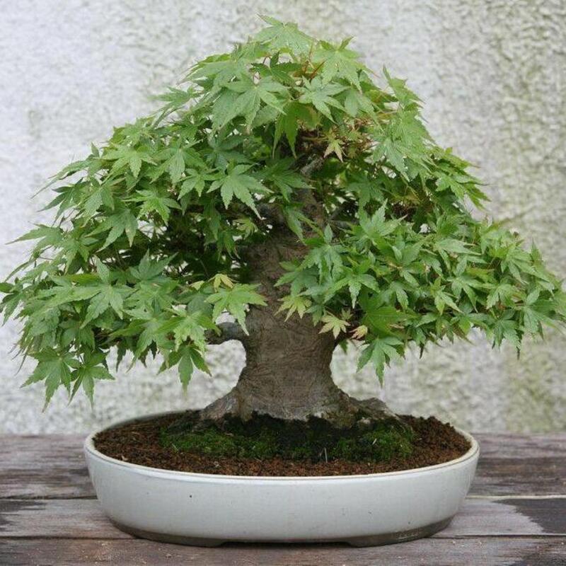Japanese Maple Tree Seeds - HarvestNest Seeds