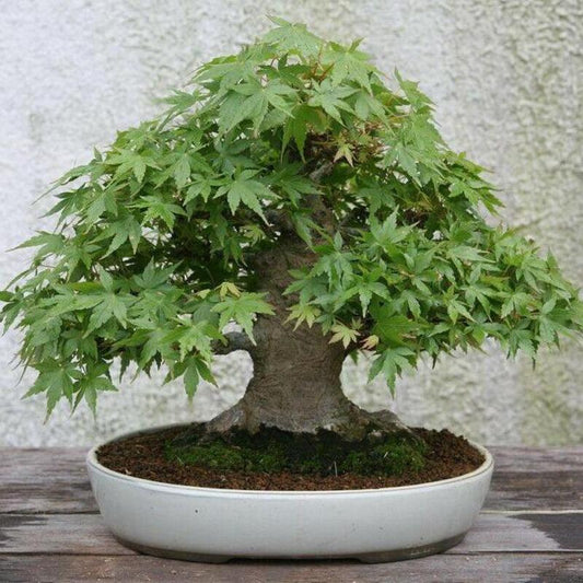 Japanese Maple Tree Seeds - HarvestNest Seeds