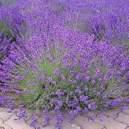 Lavender bush covered in purple flowers growing along a garden pathway - HarvestNest Seeds