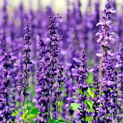 Lavender plants with tall purple flower spikes growing in a garden field - HarvestNest Seeds