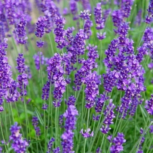 Blooming lavender plants with purple flowers in a garden setting - HarvestNest Seeds