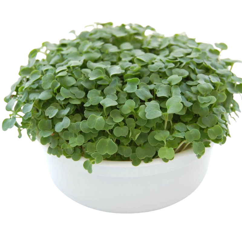 Fresh arugula microgreens growing densely in a reusable growing container. HarvestNest Seeds.