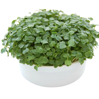 Fresh arugula microgreens growing densely in a reusable growing container. HarvestNest Seeds.