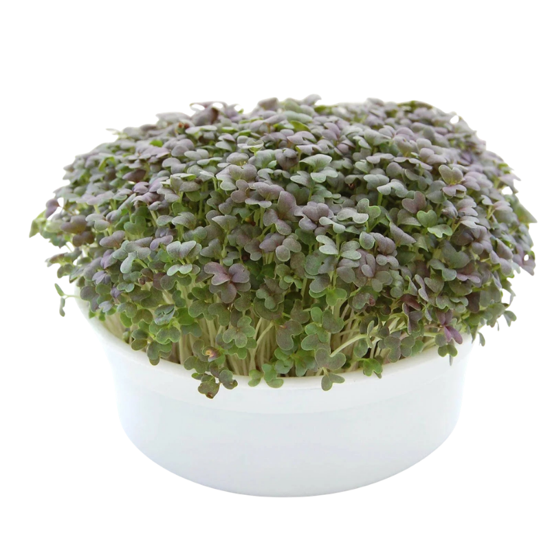 Fresh mustard microgreens growing densely in a reusable growing container. HarvestNest Seeds