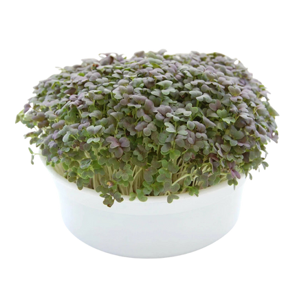 Fresh mustard microgreens growing densely in a reusable growing container. HarvestNest Seeds
