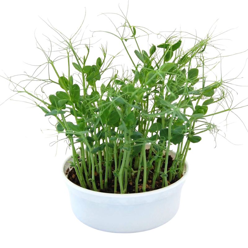 resh pea shoot microgreens growing in a reusable growing container. HarvestNest Seeds