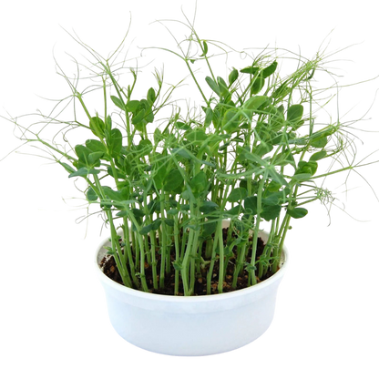resh pea shoot microgreens growing in a reusable growing container. HarvestNest Seeds