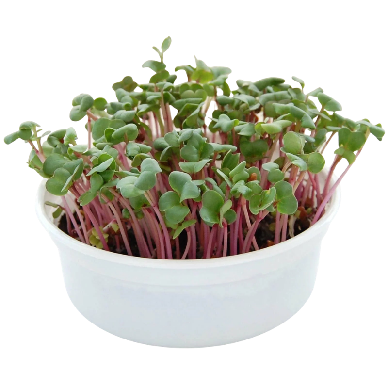 Fresh radish microgreens with vibrant pink stems in a reusable growing container. HarvestNest Seeds