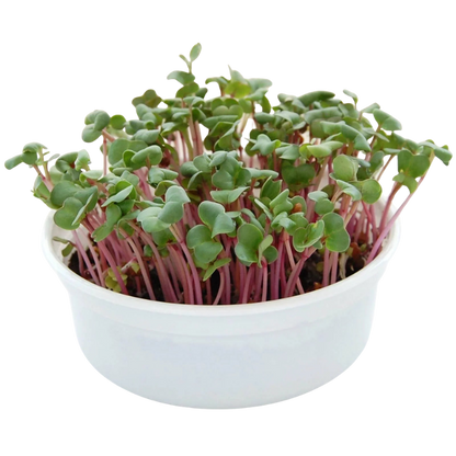 Fresh radish microgreens with vibrant pink stems in a reusable growing container. HarvestNest Seeds