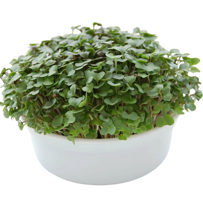 Fresh salad mix microgreens growing densely in a reusable growing container. HarvestNest Seeds