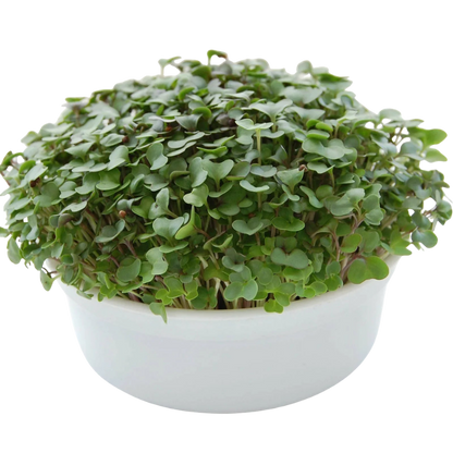 Fresh salad mix microgreens growing densely in a reusable growing container. HarvestNest Seeds
