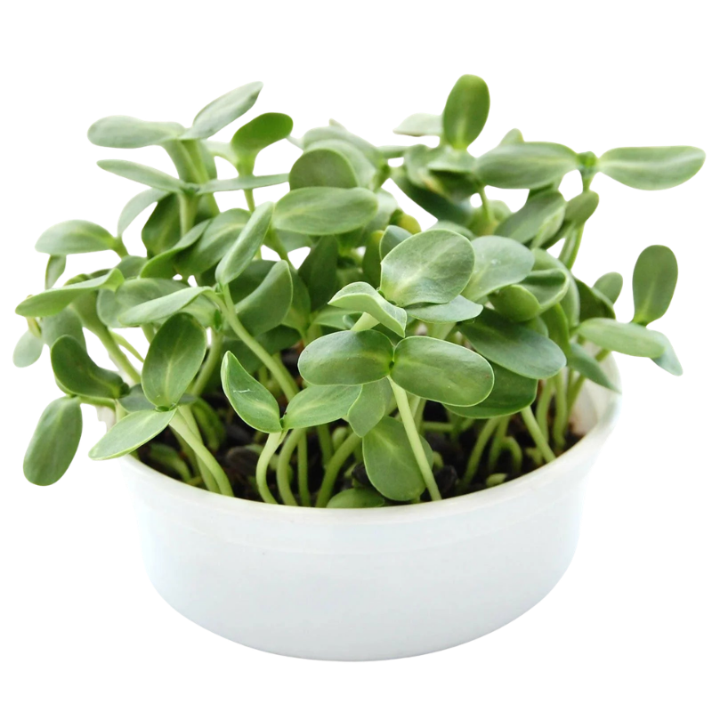 Fresh sunflower microgreens growing in a reusable growing container. HarvestNest Seeds