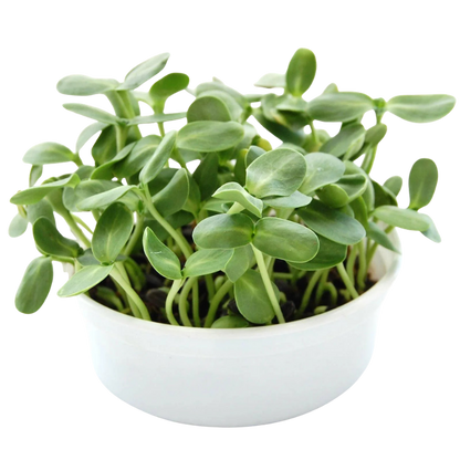 Fresh sunflower microgreens growing in a reusable growing container. HarvestNest Seeds