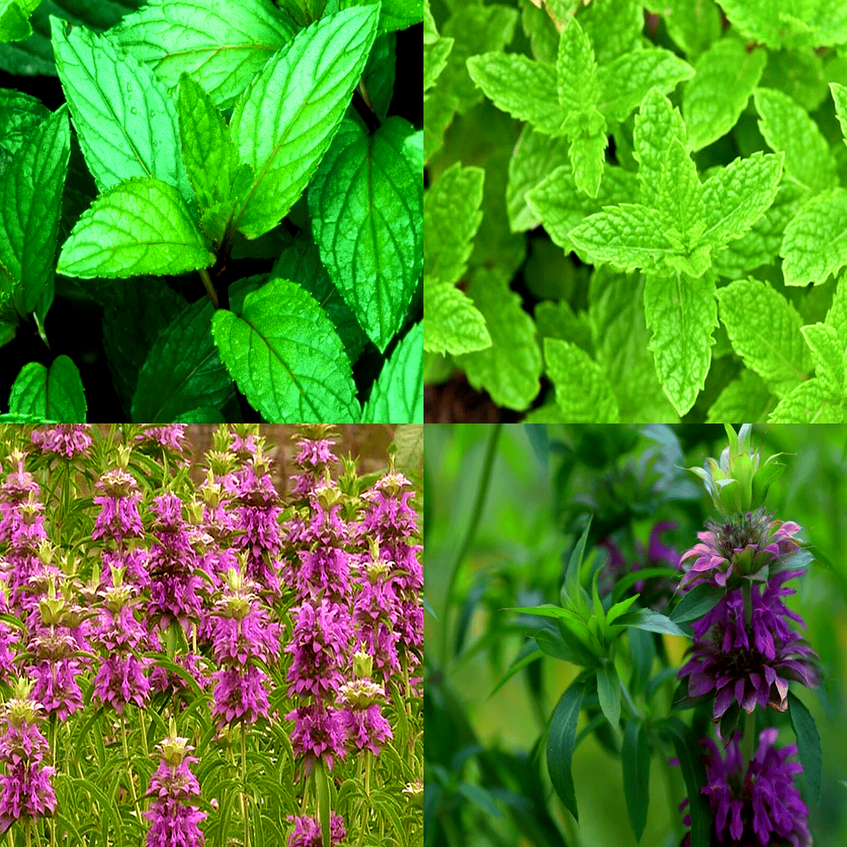 Mint Mix - HarvestNest Seeds
