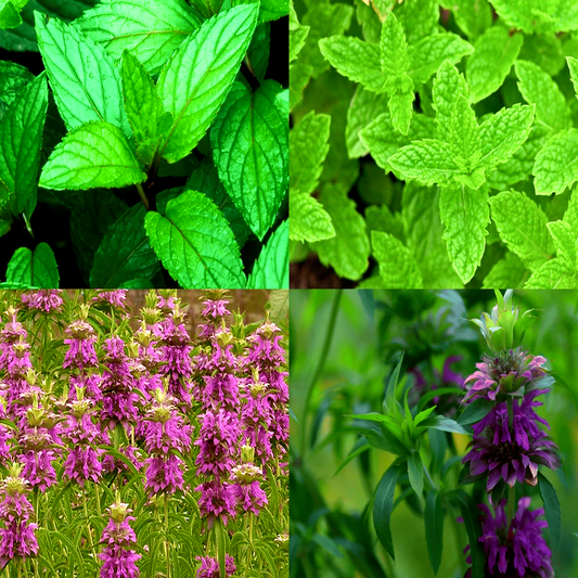 Mint Mix - HarvestNest Seeds