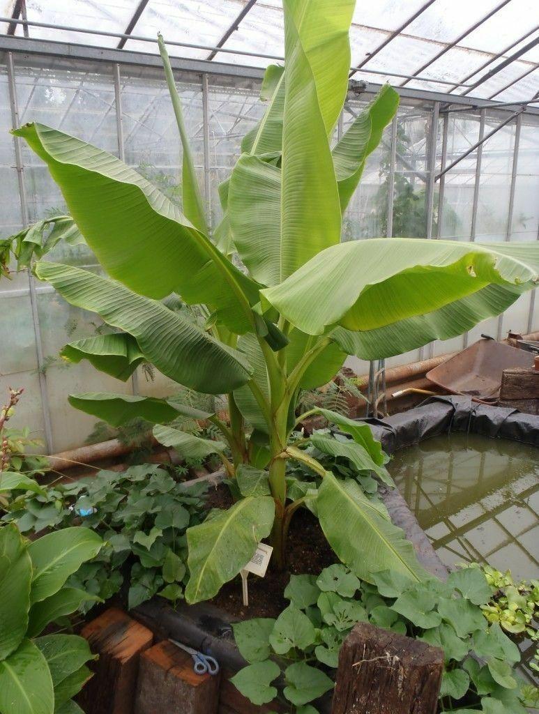 Musa - Dwarf Cavendish Banana Tree - Live Plant - HarvestNest Seeds