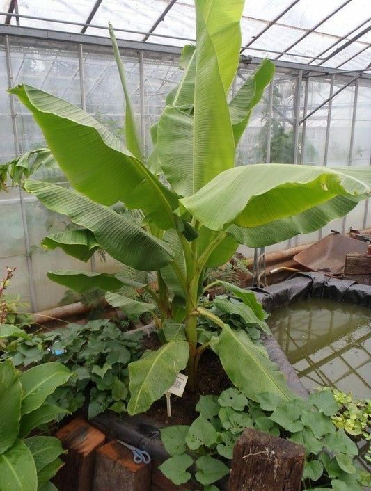 Musa - Dwarf Cavendish Banana Tree - Live Plant - HarvestNest Seeds