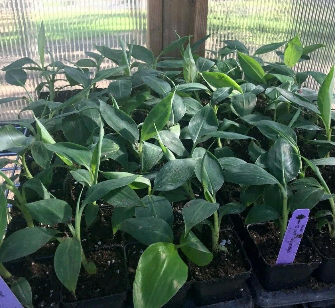 Musa - Dwarf Cavendish Banana Tree - Live Plant - HarvestNest Seeds