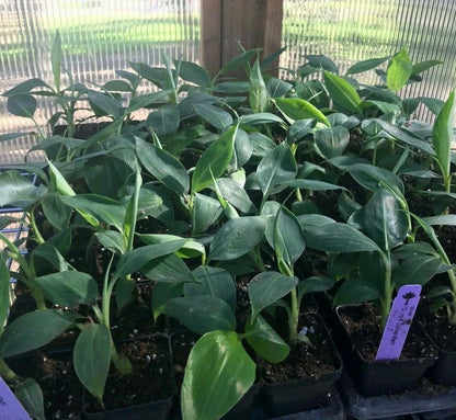 Musa - Dwarf Cavendish Banana Tree - Live Plant - HarvestNest Seeds