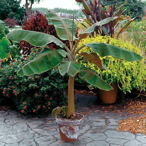 Musa - Dwarf Cavendish Banana Tree - Live Plant - HarvestNest Seeds