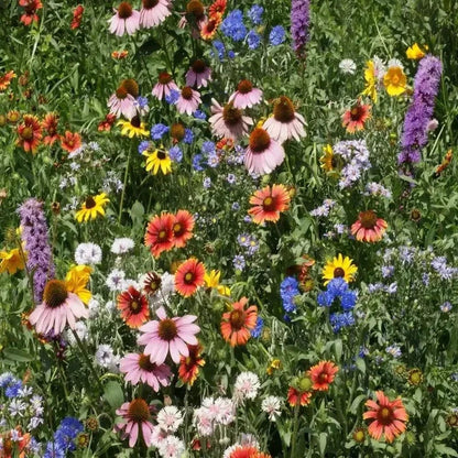 Northeast Wildflower Seeds - Mix - HarvestNest Seeds