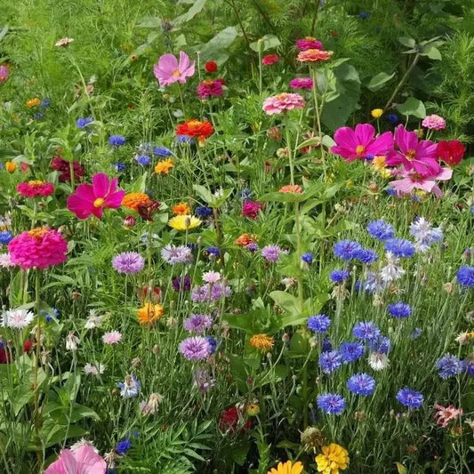 Northeast Wildflower Seeds - Mix - HarvestNest Seeds