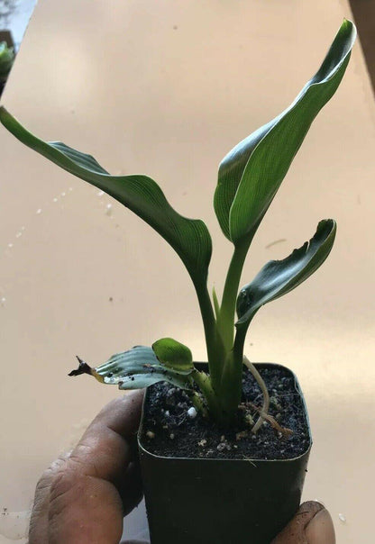 Orange Bird of Paradise - Strelitzia reginae - Live Plant - Seed World