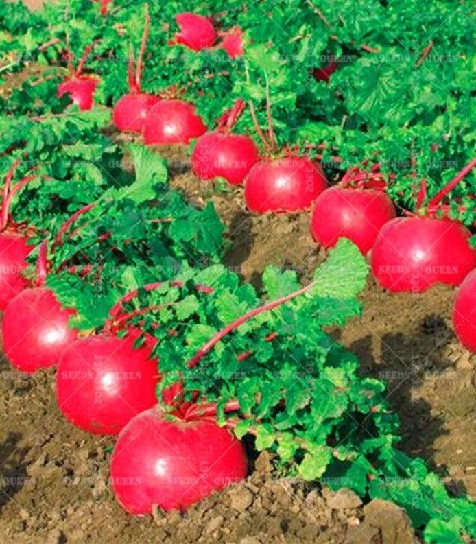Organic Crimson Giant Radish Seeds – Heirloom | NON-GMO - HarvestNest Seeds