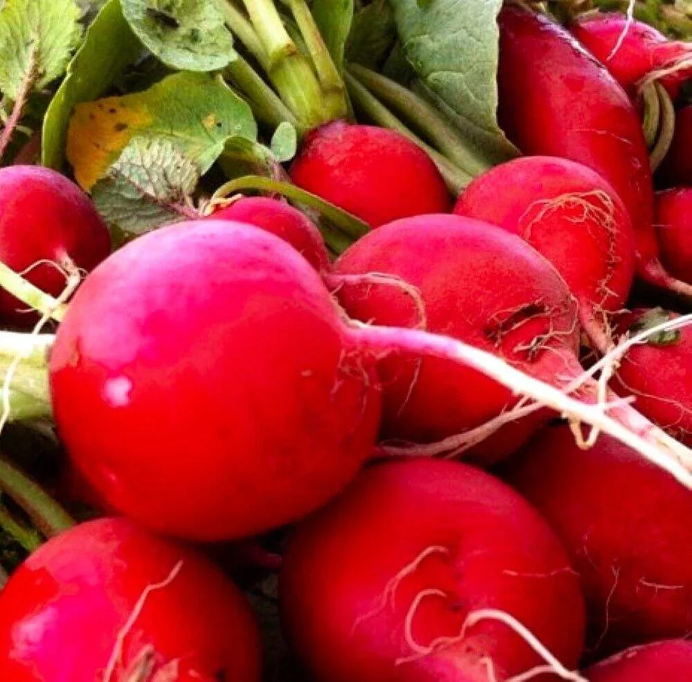 Organic Crimson Giant Radish Seeds – HarvestNest Seeds