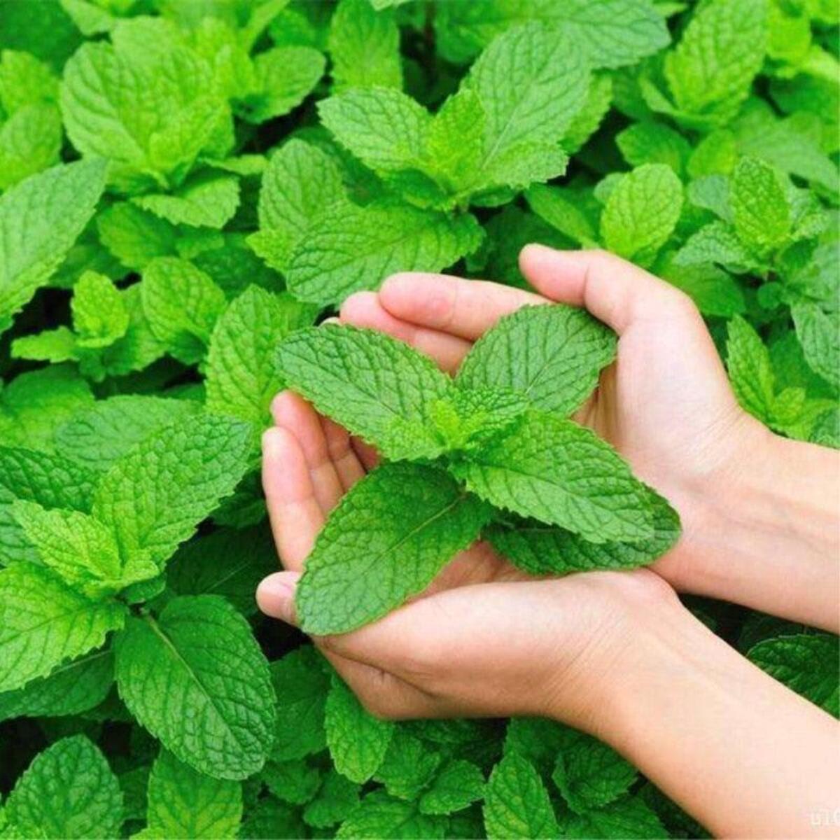 Hands holding fresh green mint leaves against a background of more mint leaves. HarvestNest Seeds