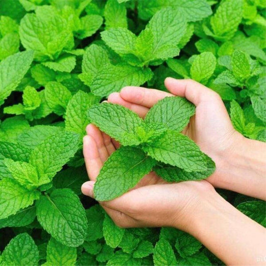 Hands holding fresh green mint leaves against a background of more mint leaves. HarvestNest Seeds