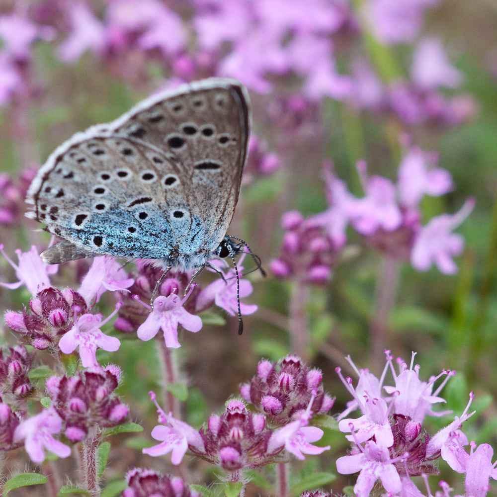 Butterfly on a pink flower with a blurred floral background - HarvestNest Seeds