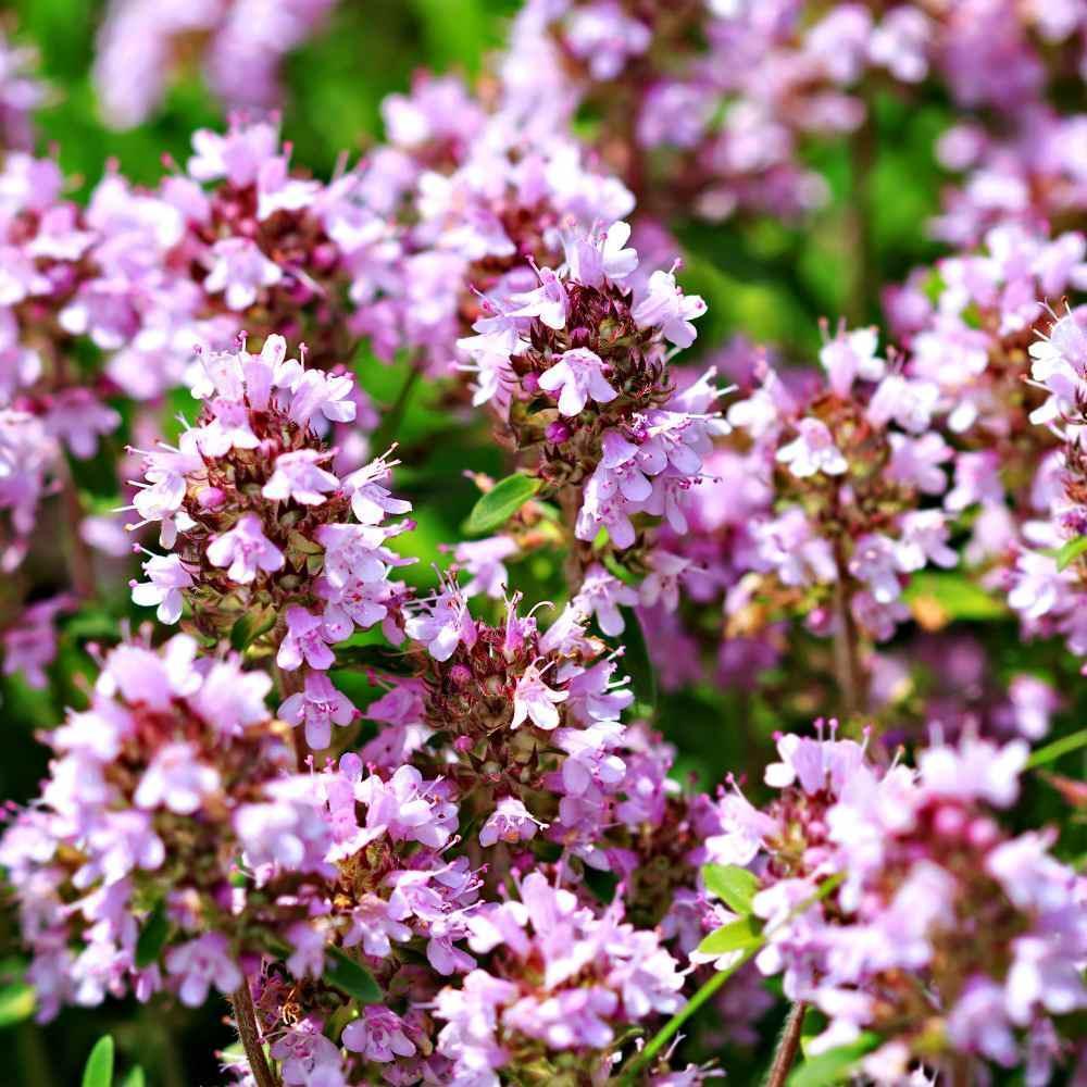 Close-up of pink flowers with a blurred green background - HarvestNest Seeds
