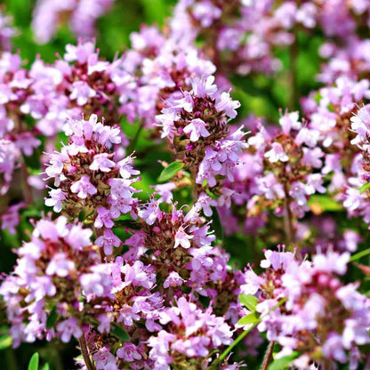 Close-up of pink flowers with a blurred green background - HarvestNest Seeds