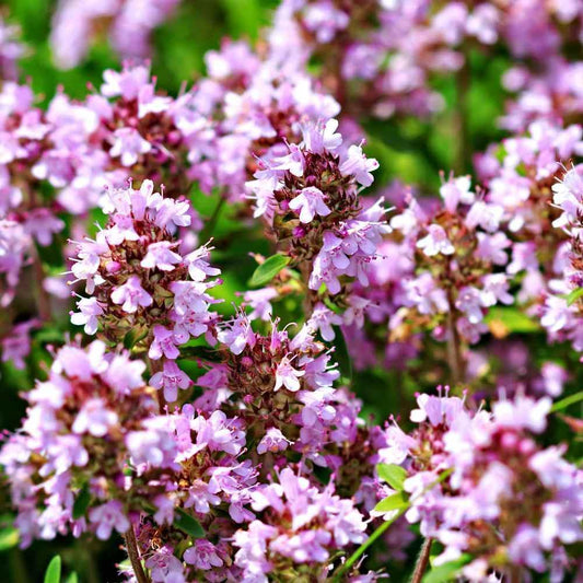 Close-up of pink flowers with a blurred green background - HarvestNest Seeds