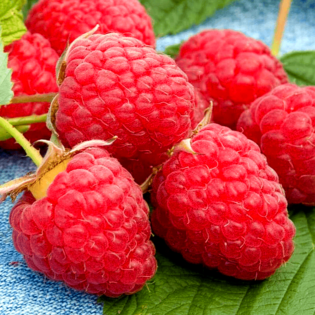 Close-up of red raspberries - HarvestNest Seeds