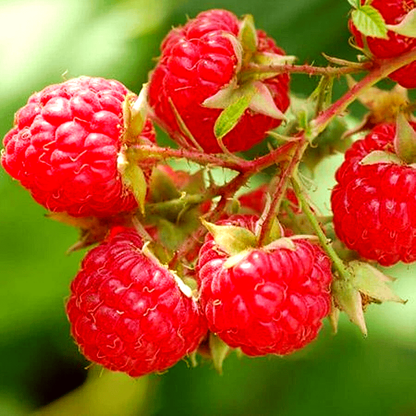 Close-up of red raspberries on a branch - HarvestNest Seeds
