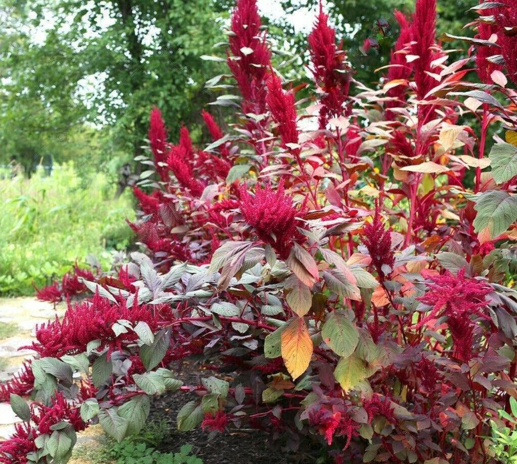 Red Garnet Amaranth Seeds_1- HarvestNest Seeds