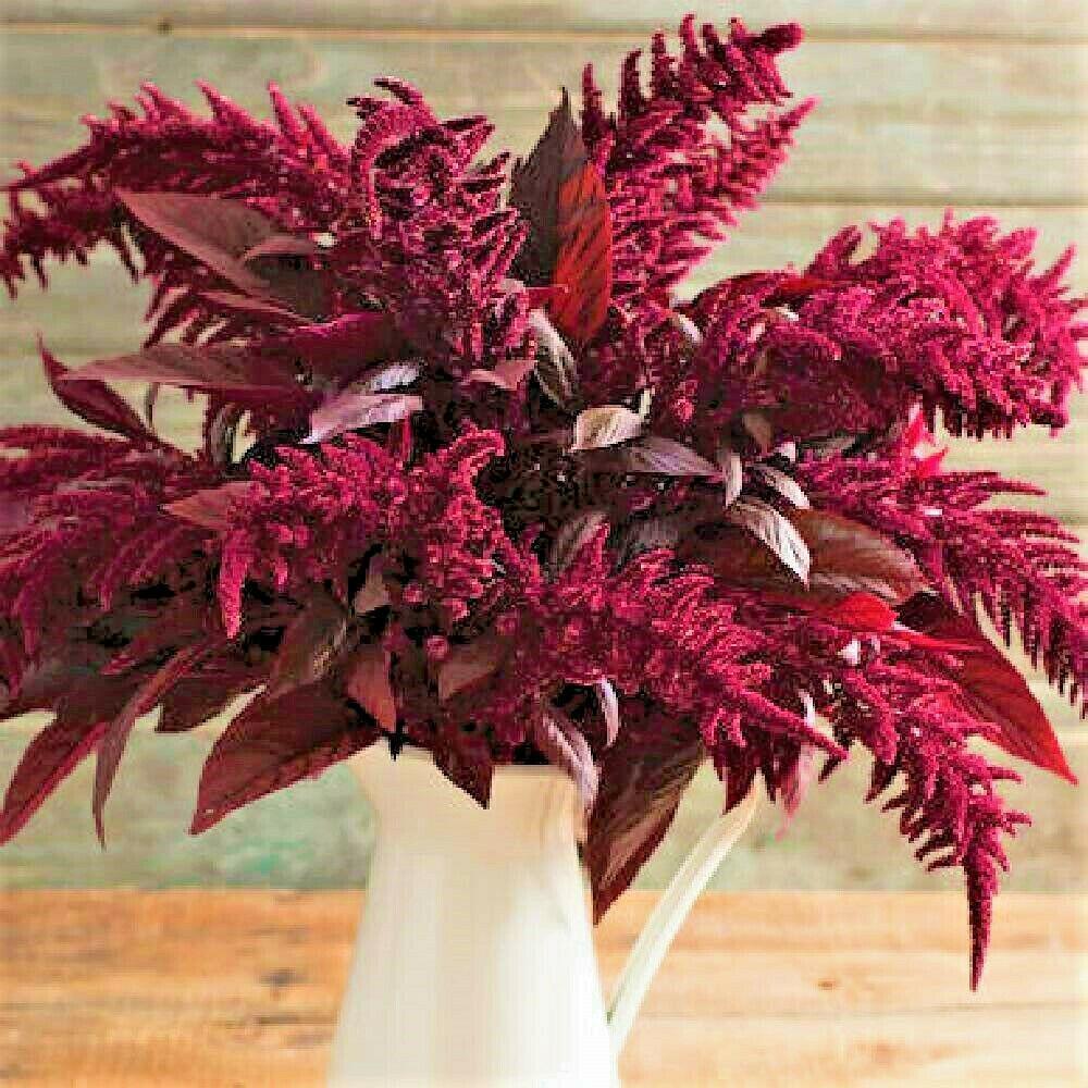 1_Red Garnet Amaranth Seeds - HarvestNest Seeds