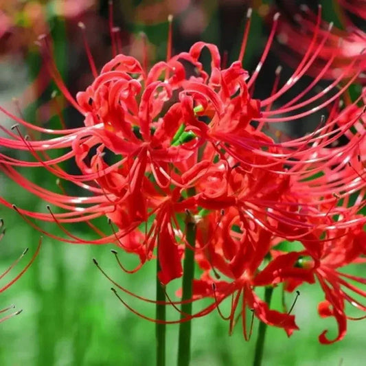 Red Spider Lily Bulbs - Lycoris Radiata - HarvestNest Seeds