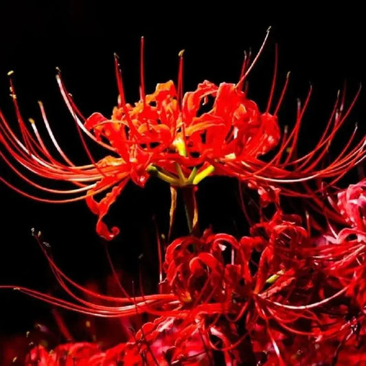 Red Spider Lily Bulbs - Lycoris Radiata - HarvestNest Seeds