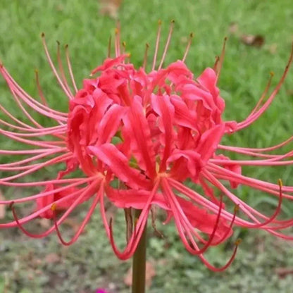 Red Spider Lily Bulbs - Lycoris Radiata - HarvestNest Seeds