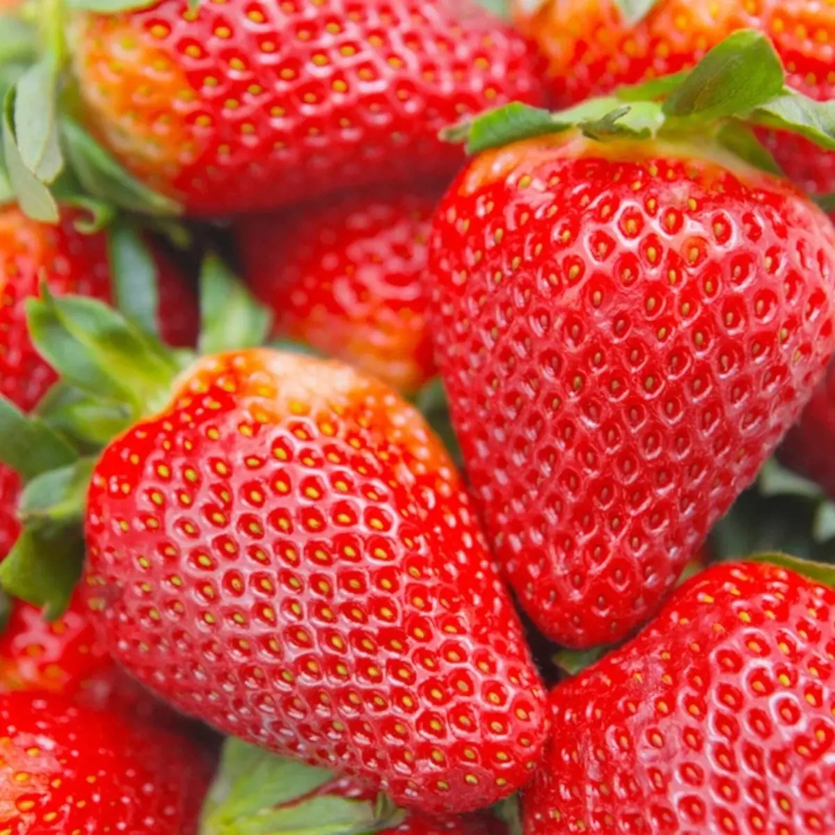 Ripe red strawberries growing on the plant with green leaves - HarvestNest